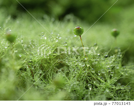 ふわふわまんまるサクが可愛いタマゴケ 77013145