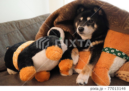 お布団に包まれた黒柴犬 お布団に包まれた黒柴犬 77013146