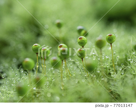 ふわふわまんまるサクが可愛いタマゴケ 77013147