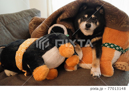 お布団に包まれた黒柴犬 77013148