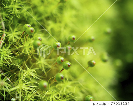 ふわふわまんまるサクが可愛いタマゴケ 77013154