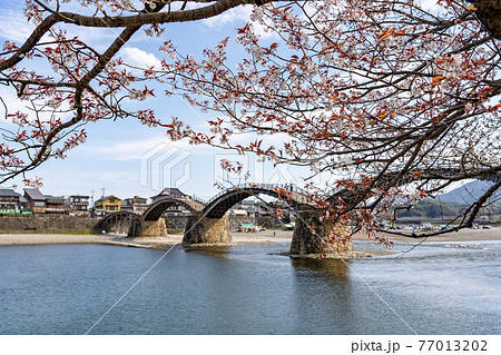 山口県岩国市 春の錦帯橋と桜 開花標準樹 山口県岩国市 春の錦帯橋と桜 開花標準樹 77013202