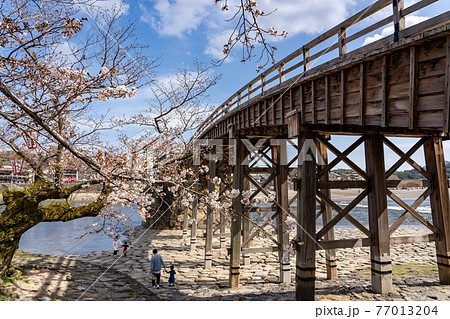 山口県岩国市　春の錦帯橋と桜　開花標準樹 77013204
