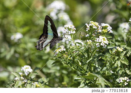 アオスジアゲハ アオスジアゲハ 77013618