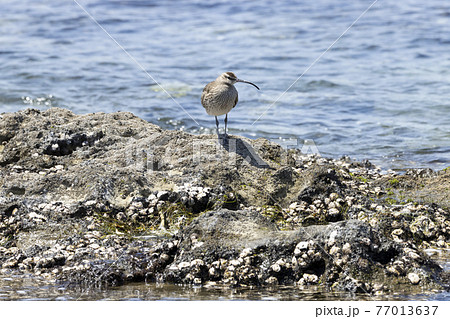 チュウシャクシギ 77013637