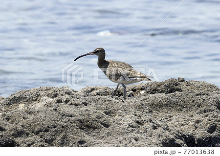 チュウシャクシギ 77013638