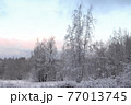 Winter forest landscape. 77013745