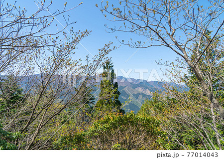 鳥首峠からウノタワへ向かう登山道の景色（奥武蔵の大持山・子持山） 77014043