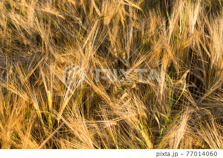 Rye field 77014060