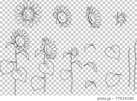 ペン画のひまわりのパーツ ペン画のひまわりのパーツ 77014180