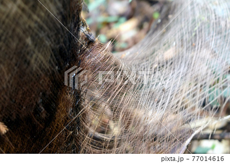 シュロの木　幹の繊維 77014616