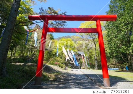 公時神社 鯉のぼり 77015202