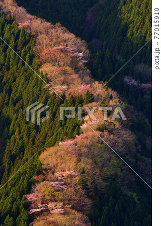 なめご谷の桜 77015910