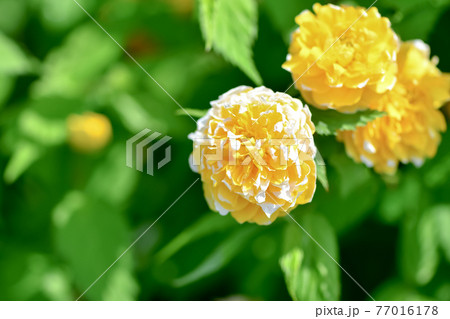 ヤエヤマブキ ヤエヤマブキ 77016178