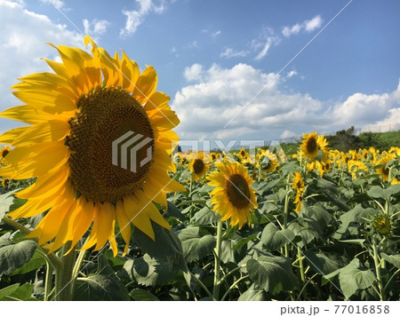 熱い日ほど綺麗に見える夏の花 山梨のひまわり畑 熱い日ほど綺麗に見える夏の花 山梨のひまわり畑 77016858