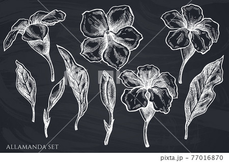 Vector set of hand drawn chalk allamanda 77016870