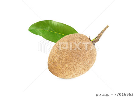 One fresh sapodilla with leaves on white background with clipping path One fresh sapodilla with leaves on white background with clipping path 77016962
