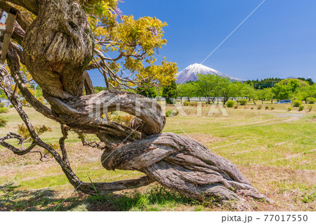 （静岡県）大石寺庭園のフジと富士山 77017550