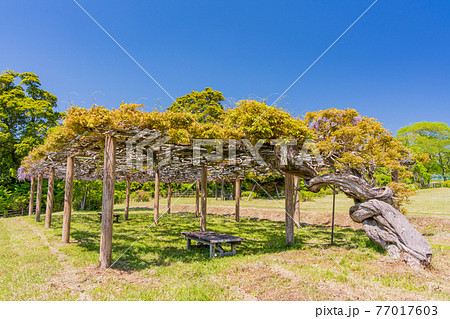 （静岡県）大石寺庭園のフジ 77017603