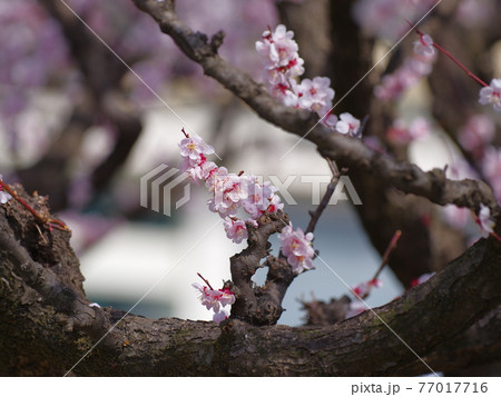花 万 梅 77017716
