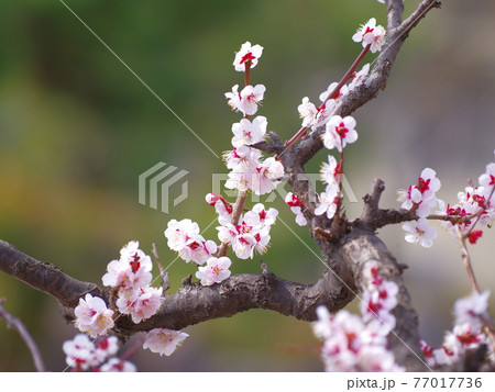 ピンク 花 万 77017736
