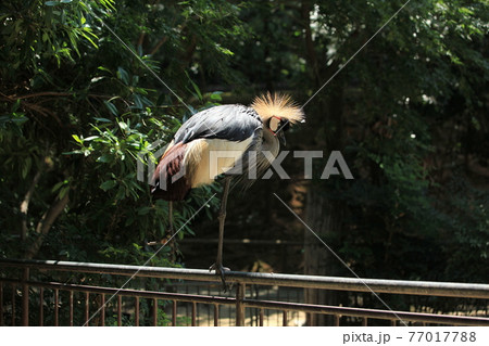 大牟田市 動物園 カンムリツル、 大牟田市 動物園 カンムリツル、 77017788