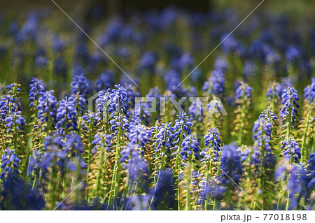 国営ひたち海浜公園・たまごの森フラワーガーデンの花畑【ムスカリ】 77018198