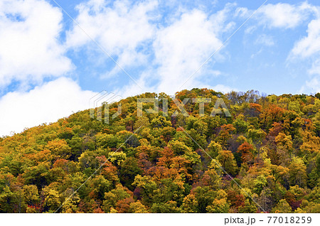 北海道の紅葉 北海道の紅葉 77018259