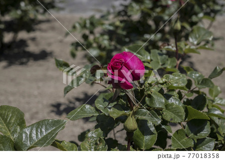 山口県玖珂郡和木町・蜂ヶ峯総合公園にある薔薇2021 77018358