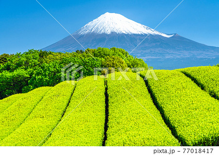 《静岡県》富士山と茶畑の風景 77018417