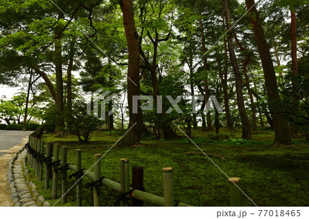 兼六園より 兼六園より 77018465