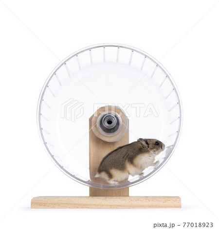 Hamster on white background 77018923