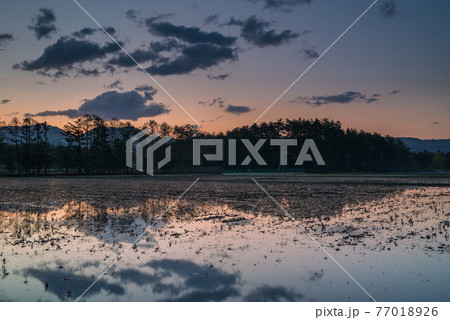 夜明け【水入れの始まった水田】 77018926