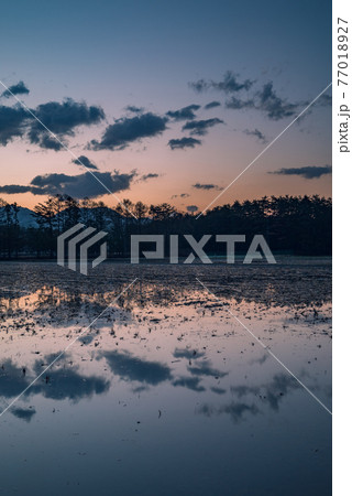 夜明け【水入れの始まった水田】 77018927