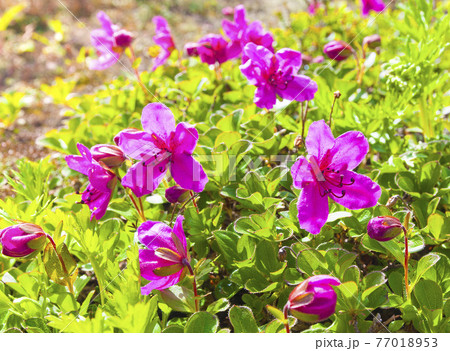 Red Rhododendron of Kamchatka as background. Selective focus 77018953