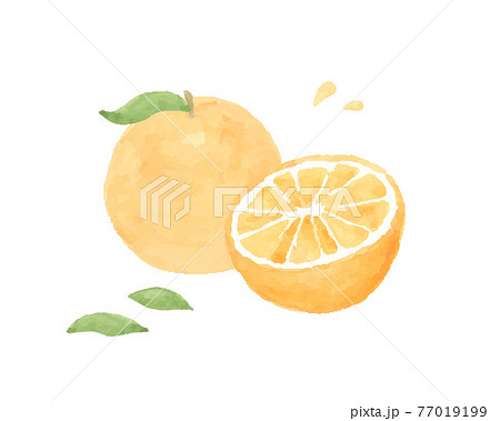 オレンジの水彩イラスト 断面 みかん 果物 フルーツ 柑橘類 フレッシュ かわいいのイラスト素材