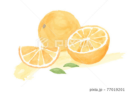 オレンジの水彩イラスト 断面 みかん 果物 フルーツ 柑橘類 フレッシュ かわいいのイラスト素材