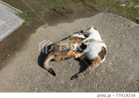 じゃれ合う猫 じゃれ合う猫 77019256