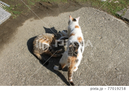 じゃれ合う猫 じゃれ合う猫 77019258
