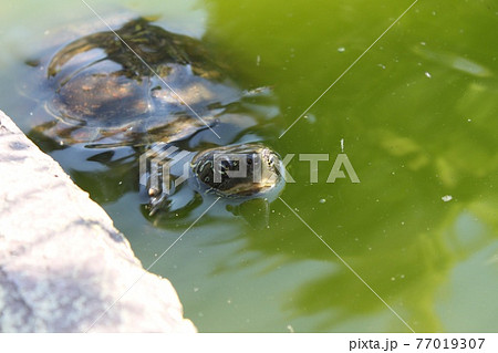 池の中の亀 77019307