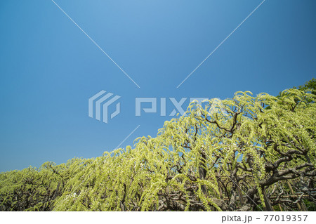 青空と満開の白い藤の花　4月 77019357