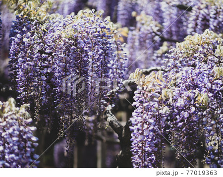 満開の藤の花 4月 満開の藤の花 4月 77019363
