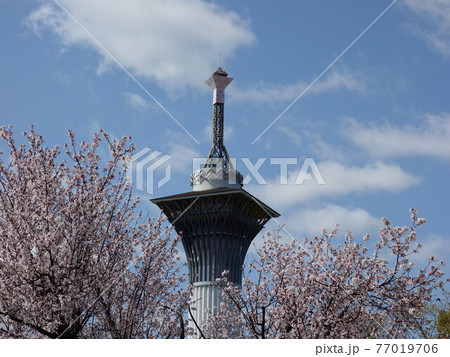 いのちの塔と桜 いのちの塔と桜 77019706