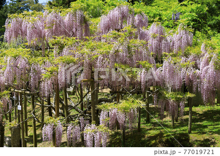 春日大社 藤満開の神苑 萬葉植物園の写真素材