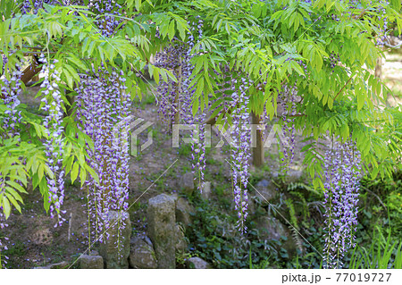 春日大社　藤満開の神苑　萬葉植物園 77019727