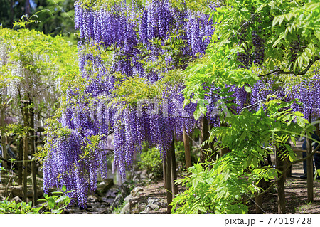 春日大社 藤満開の神苑 萬葉植物園の写真素材