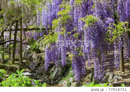 春日大社　藤満開の神苑　萬葉植物園 77019731