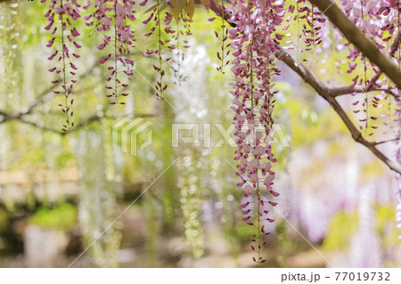 春日大社　藤満開の神苑　萬葉植物園 77019732