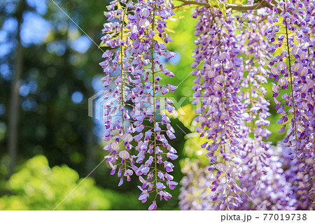春日大社 藤満開の神苑 萬葉植物園 春日大社 藤満開の神苑 萬葉植物園 77019738