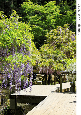 春日大社　藤満開の神苑　萬葉植物園 77019747